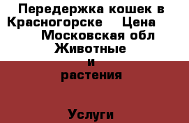 Передержка кошек в Красногорске  › Цена ­ 200 - Московская обл. Животные и растения » Услуги   